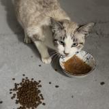 Photo de chat trouvé à Montaubon