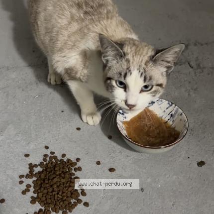 Photo 1/1 Chat trouvé Trouvé à Montaubon