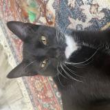 Photo de chat trouvé à Clearwater