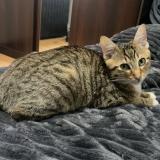 Photo de chat perdu à Issoudun