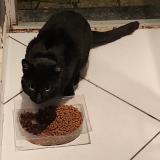 Photo de chat trouvé à Tourcoing