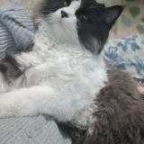 Photo de chat perdu à Karachi