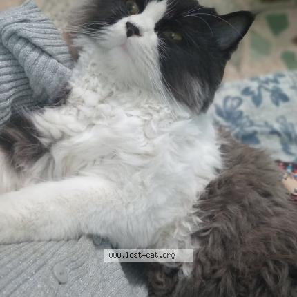 Photo 1/1 Robin Chat perdu à Karachi