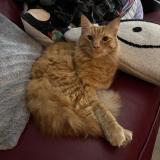 Photo de chat perdu à Palm Beach Gardens