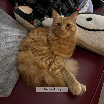 Photo 1/1 Copper Chat perdu à Palm beach gardens