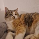 Photo de chat perdu à Le Mans