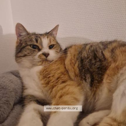 Photo 5/5 dodo Chat perdu à Le mans