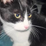 Photo de chat perdu à St Fons