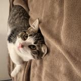 Photo de chat perdu à Le Mans