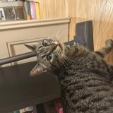 Photo de chat trouvé à Strasbourg