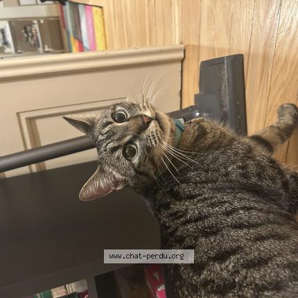 Photo 1/1 Chat trouvé Trouvé à Strasbourg