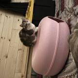 Photo de chat perdu à Rocky Mount