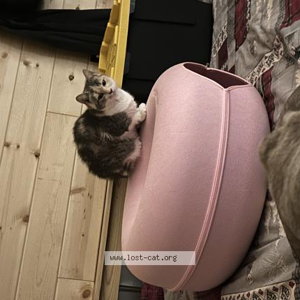 Photo 1/1 Peaches Chat perdu à Rocky mount