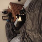 Photo de chat perdu à Melbourne