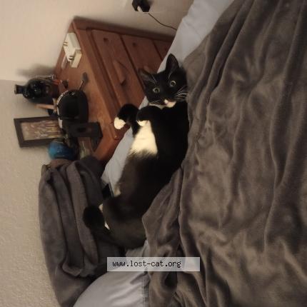 Photo 1/1 Skeeter Chat perdu à Melbourne