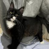 Photo de chat trouvé à St Cyprien