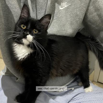 Photo 1/1 Chat trouvé Trouvé à St cyprien