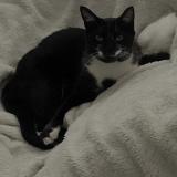 Photo de chat perdu à Cormicy