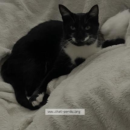 Photo 1/1 Koda Chat perdu à Cormicy