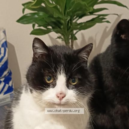 Photo 1/1 Florida Chat perdu à Parcey