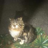 Photo de chat trouvé à Villfranche Sur Saone