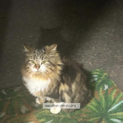 Photo 1/1 Chat retrouvé Trouvé à Villfranche sur saone