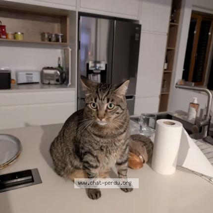 Photo 1/1 Chat retrouvé Perdu à Argentan