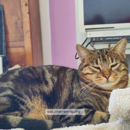 Photo 1/1 Nemty Chat perdu à Gerberoy