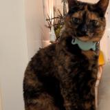 Photo de chat perdu à Pornic