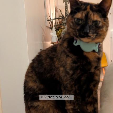 Photo 1/1 Winnie Chat perdu à Pornic