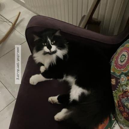 Photo 1/1 Chat retrouvé Perdu à Saint fiacre sur maine