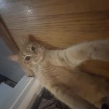 Photo de chat perdu à Nashville