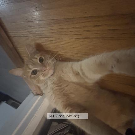 Photo 1/1 Garbage Chat perdu à Nashville