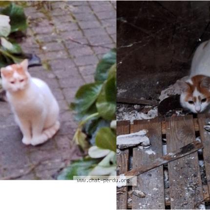 Photo 1/1 Chat retrouvé Trouvé à Reims