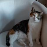 Photo de chat perdu à Venerand