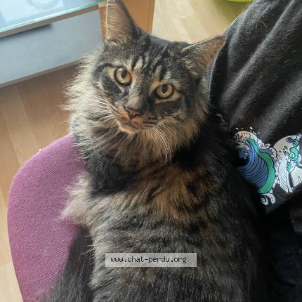 Photo 1/1 Chat retrouvé Perdu à Rennes
