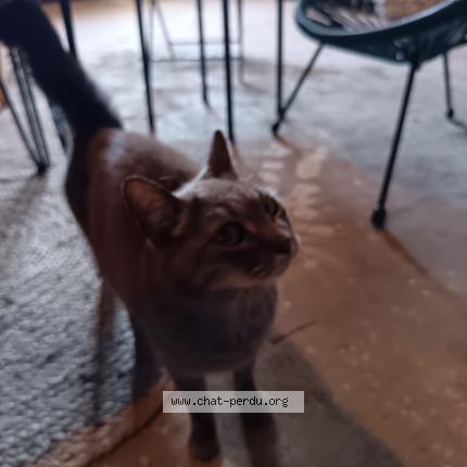Photo 1/1 Chat trouvé Trouvé à Coursan