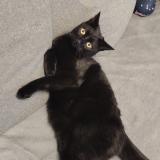 Photo de chat perdu à Eguilles