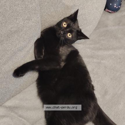 Photo 1/1 Titou Chat perdu à Eguilles