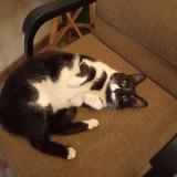 Photo de chat trouvé à Jhb