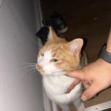 Photo de chat trouvé à Detroit