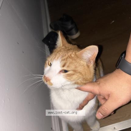 Photo 1/1 Chat trouvé Trouvé à Detroit