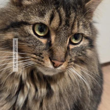 Photo 1/1 Chat retrouvé Perdu à Waterloo