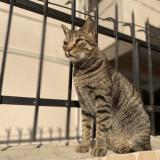 Photo de chat perdu à Dehradun