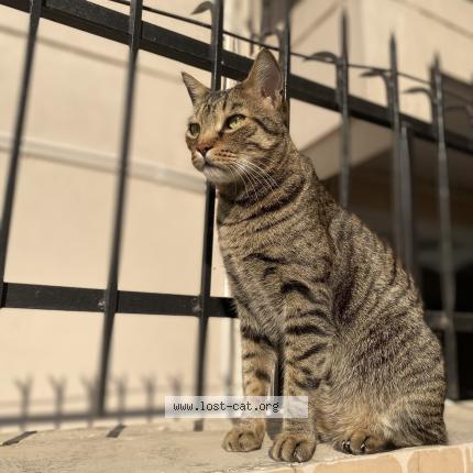 Photo 1/3 Shams Chat perdu à Dehradun