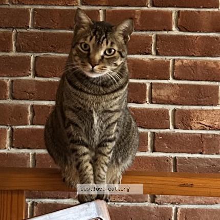 Photo 2/3 Shams Chat perdu à Dehradun