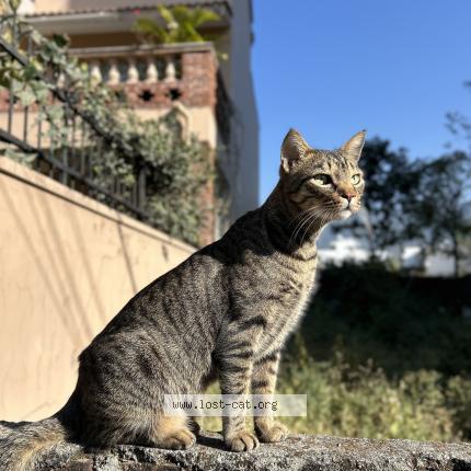 Photo 3/3 Shams Chat perdu à Dehradun