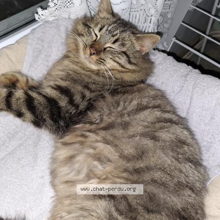 Photo 1/1 Chat trouvé Trouvé à Bourg en bresse