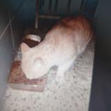 Photo de chat trouvé à St Genis Laval