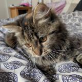 Photo de chat perdu à Houilles